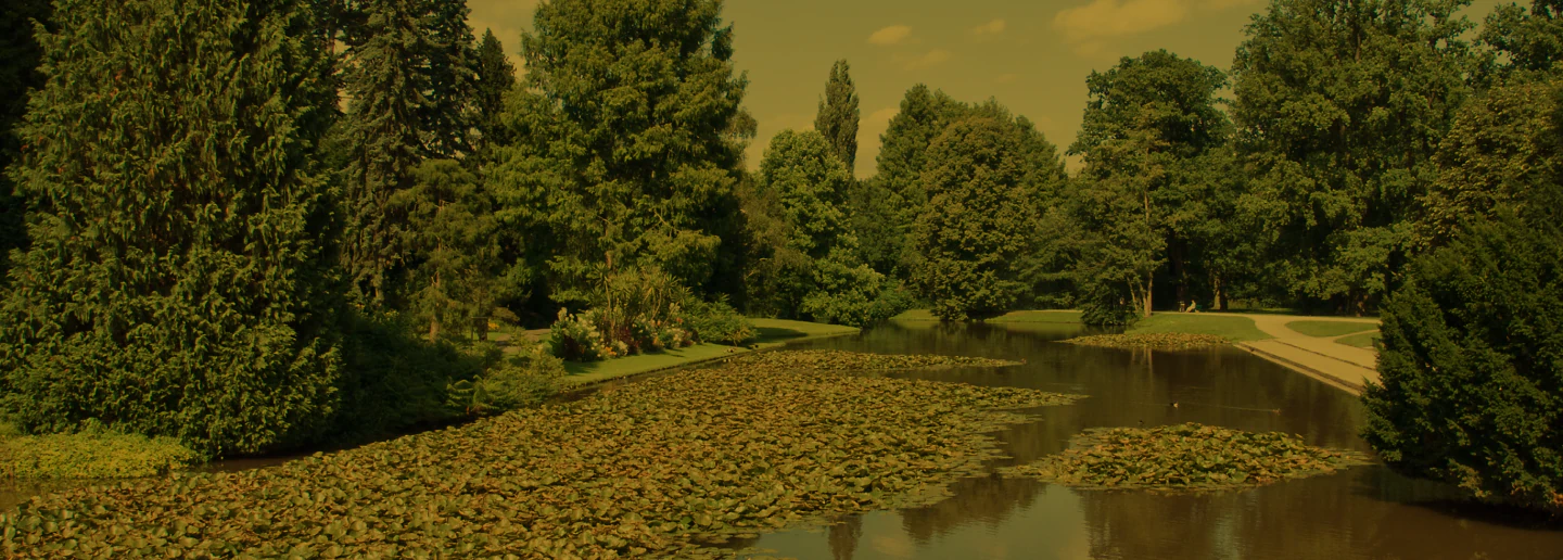 pond full of water lilys